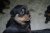 Puppies J